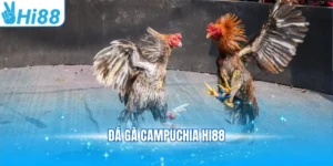 đá gà Campuchia Hi88