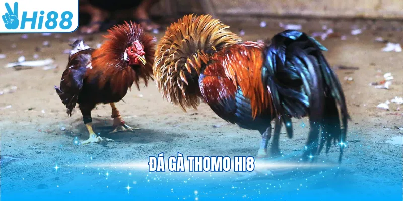 Đá gà Thomo Hi88