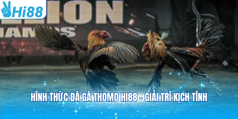 Hình thức đá gà Thomo Hi88 - Giải trí kịch tính