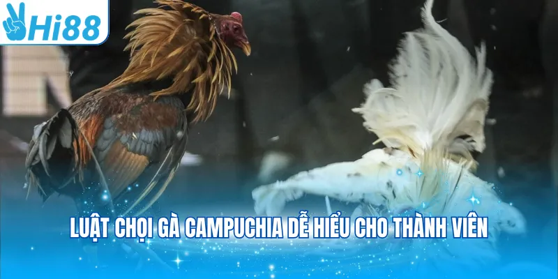 Luật chọi gà Campuchia dễ hiểu cho thành viên