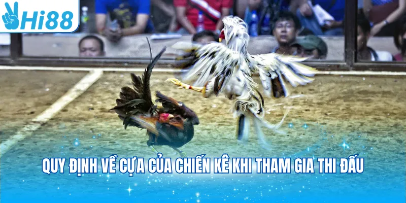 Quy định về cựa của chiến kê khi tham gia thi đấu