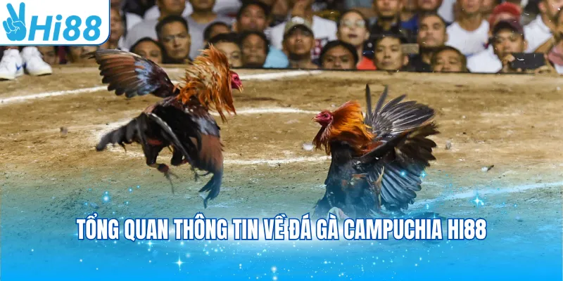 Tổng quan thông tin về đá gà Campuchia Hi88
