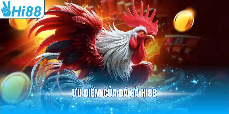 Ưu điểm của đá gà Hi88